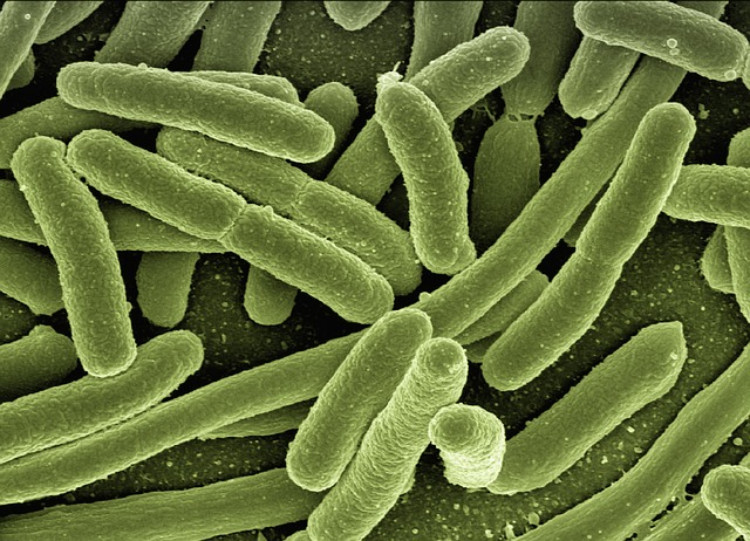bakterie, mikroorganismy